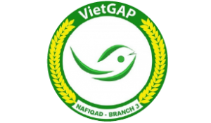 VIETGAP